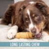 Water Buffalo Cheek Roll Dog Chews Wild Eats Review for Aggressive Chewers